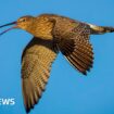 Can drones help save Wales' most threatened bird?