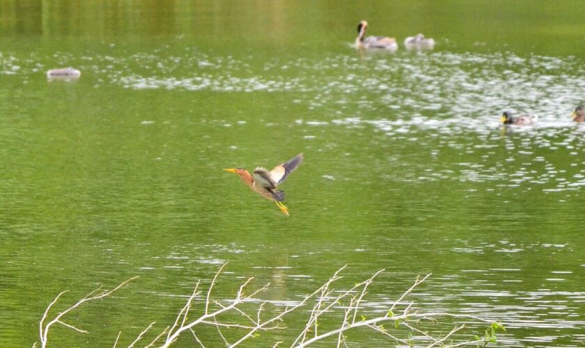 Carnet rose au parc des Chanteraines : naissance exceptionnelle d’une espèce de héron en danger