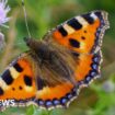 Concerns over record-low butterfly and moth numbers