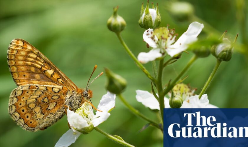 Cornish conservation charity launches major ‘Tor to Shore’ rewilding project