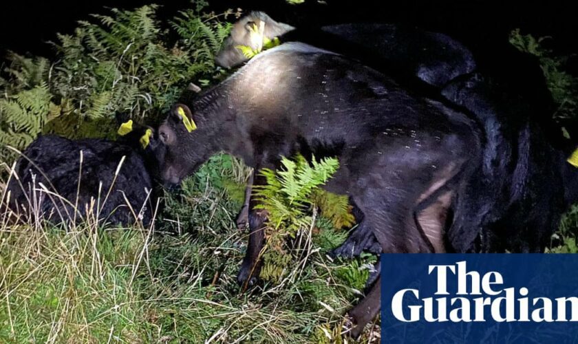 Cornwall vet swims to rescue of trapped calves in race against rising tide