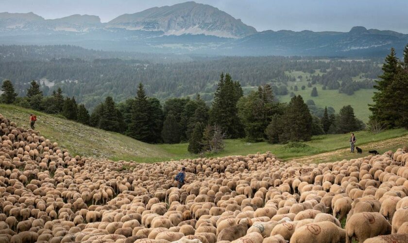 Des Bouches-du-Rhône au Vercors: chez les Lemercier, la transhumance des brebis de mère en fille