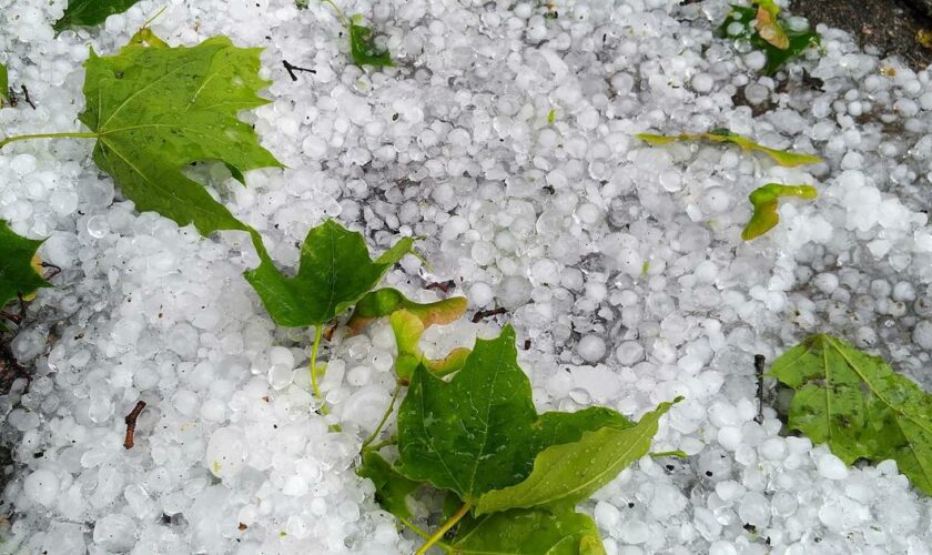 «Des grêlons de la taille d'une balle de ping-pong» : des surfaces viticoles violemment impactées par les orages dans le Tarn