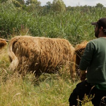 Des vaches, des moutons et des chèvres… L’écopâturage se développe sur les rives de l’Essonne