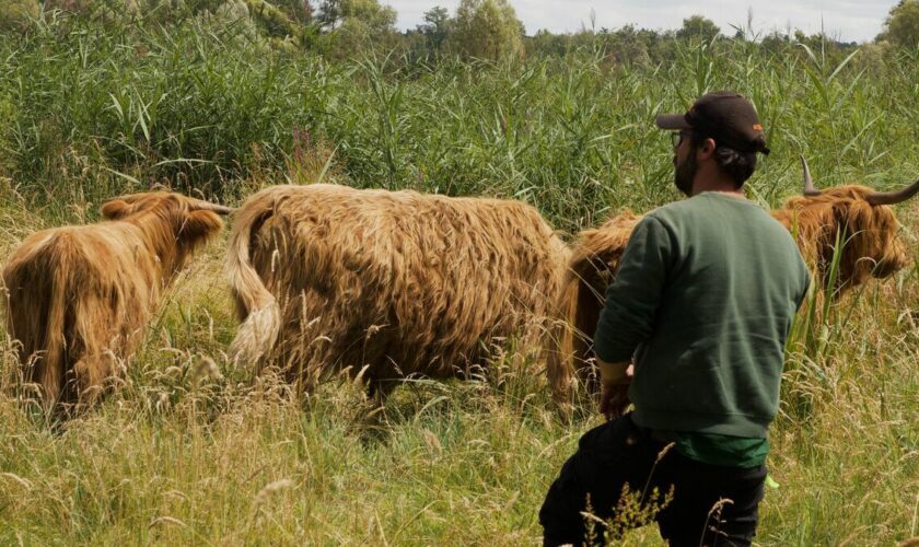 Des vaches, des moutons et des chèvres… L’écopâturage se développe sur les rives de l’Essonne