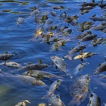 El Ayuntamiento de Madrid investiga la muerte de decenas de carpas en el lago del parque Juan Carlos I en Madrid