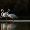 El rincón único de Sevilla donde puedes ver flamencos rosas en libertad