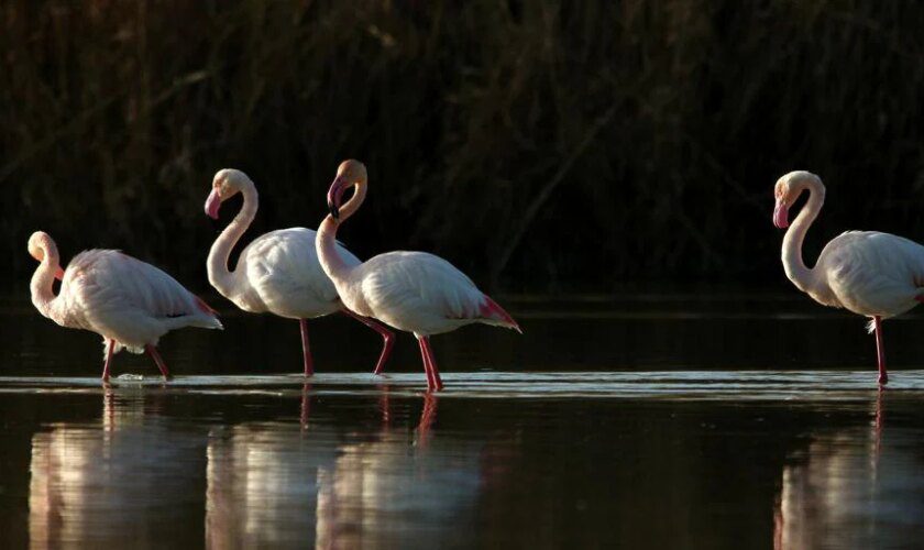 El rincón único de Sevilla donde puedes ver flamencos rosas en libertad