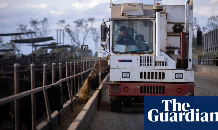 Feeding seaweed supplement to cattle halved methane emissions in Australian feedlot, study finds