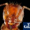 Fresh warning on fire ants in Queensland as suppression efforts struggle to halt spread