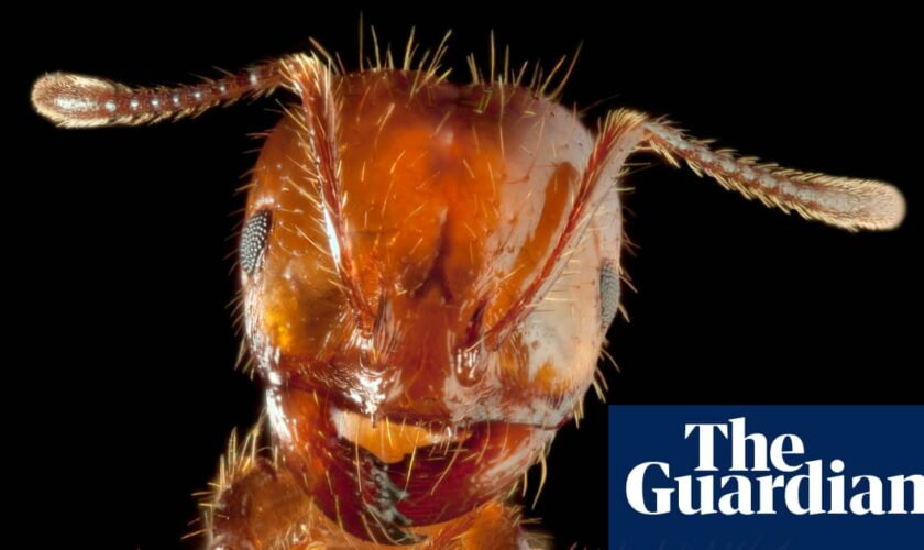 Fresh warning on fire ants in Queensland as suppression efforts struggle to halt spread