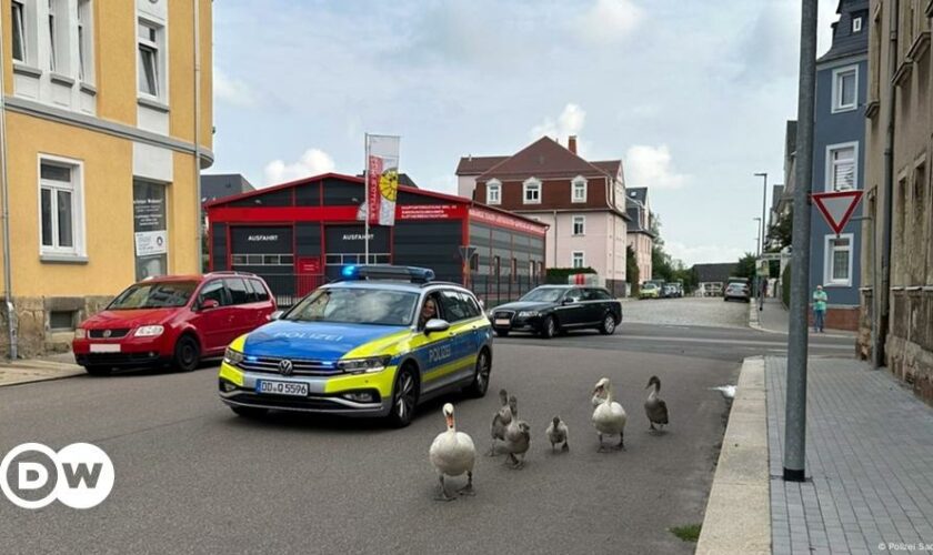 German police take jaywalking swan family under their wing