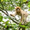 Germany: Endangered animal escapes wildlife park