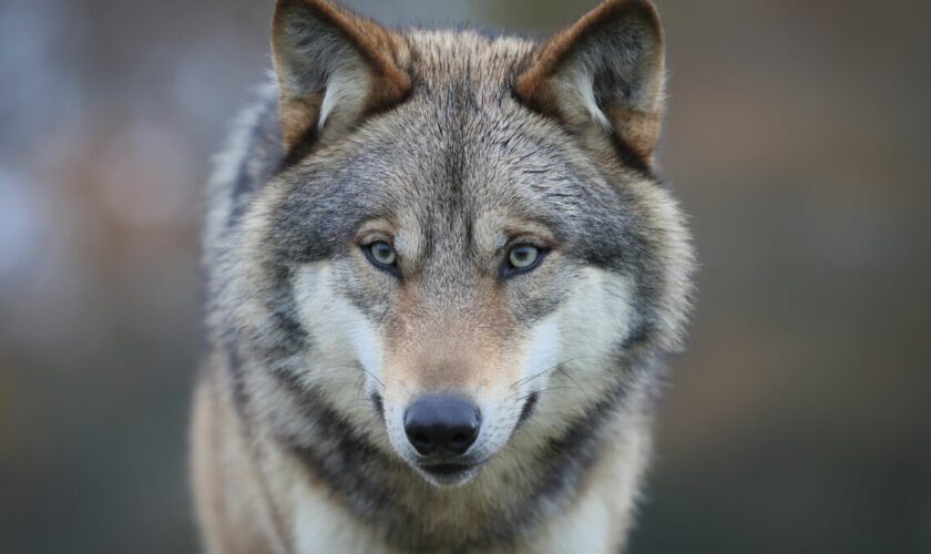 Haute-Vienne : la Coordination rurale offre une prime « anti-loup », le préfet saisit la justice