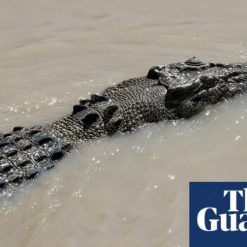 Human remains found inside crocodile in Queensland days after fisherman fell into water