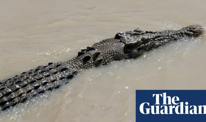 Human remains found inside crocodile in Queensland days after fisherman fell into water