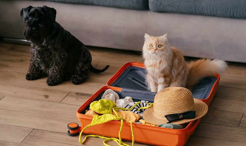 «Je profite de mes vacances, mais mon chien me manque» : ces voyageurs déchirés par l’absence de leur animal