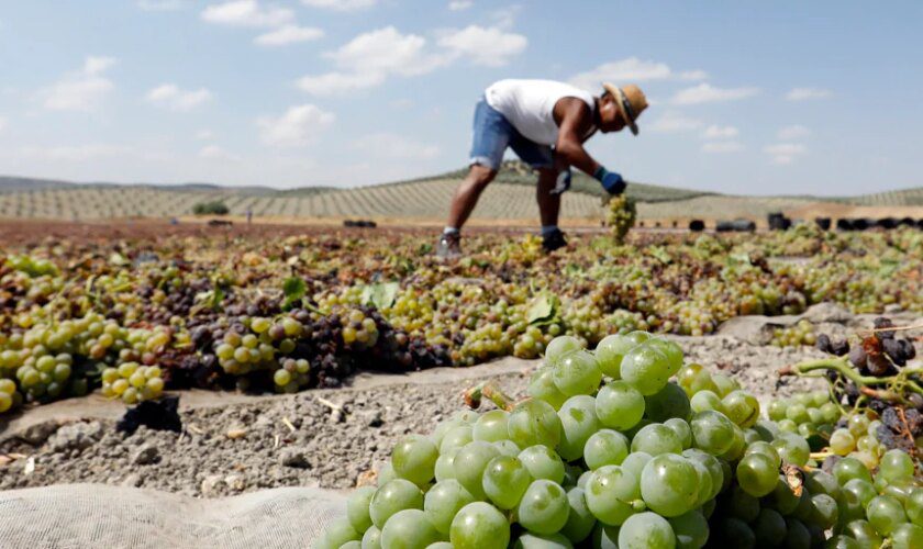 La Diputación de Córdoba presentará los vinos Montilla-Moriles a través de Europe Direct