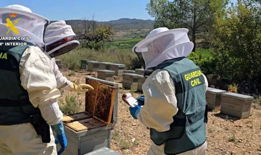 La Guardia Civil investiga a 11 personas por comercializar más de 40 toneladas de miel ecológica contaminada de China