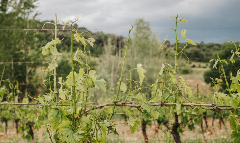 La production 2024 de vin en berne : « Aucun vignoble n’a été épargné par les aléas climatiques »