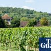 Large English vineyards mark boom year as output and investment soars