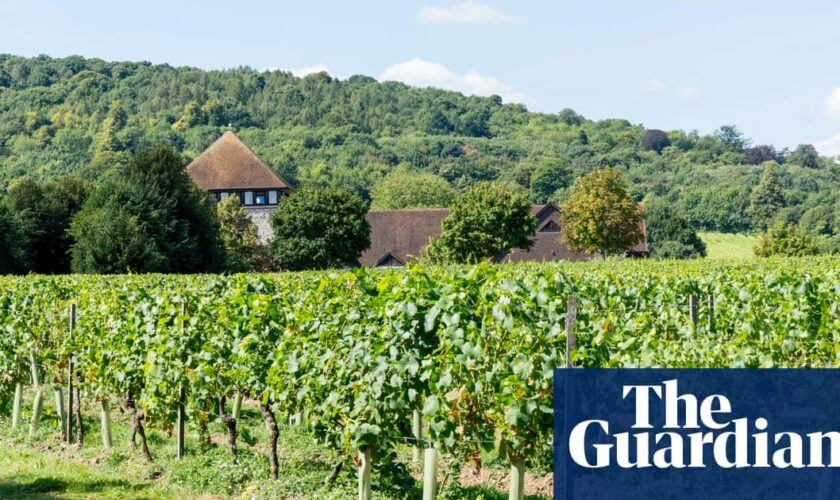 Large English vineyards mark boom year as output and investment soars