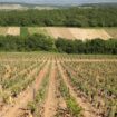 L’employé modèle de grands négociants de Bourgogne avait volé des milliers de bouteilles, cachées chez lui