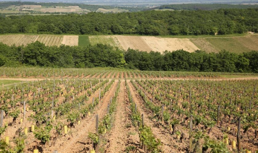 L’employé modèle de grands négociants de Bourgogne avait volé des milliers de bouteilles, cachées chez lui