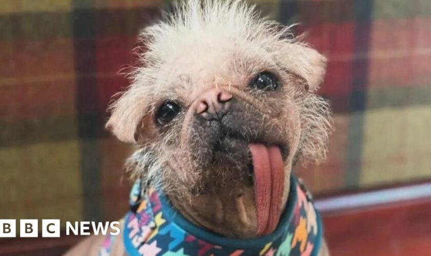 Life with the 'ugliest' dog-turned Hollywood star