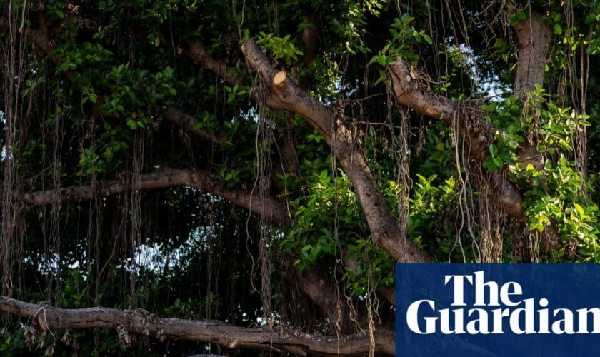 Maui celebrates recovery of 151-year-old banyan tree after 2023 wildfire damage