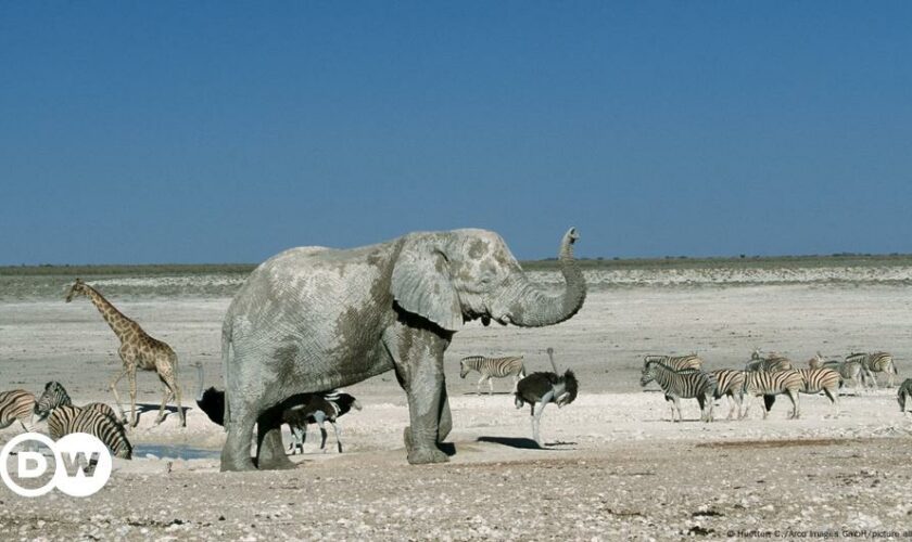 Namibia: Wildtiere schlachten gegen den Wassermangel