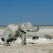 Namibia to cull wild animals amid drought