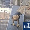 New peregrine in town: female falcon becomes latest to nest atop Melbourne skyscraper