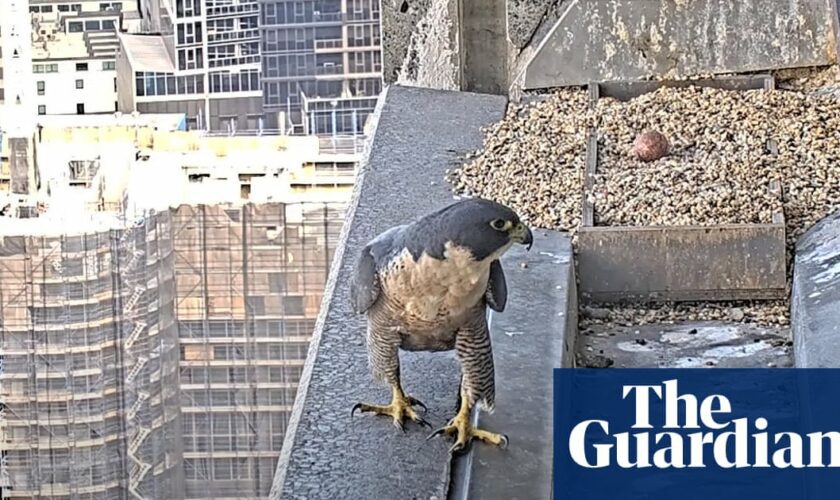 New peregrine in town: female falcon becomes latest to nest atop Melbourne skyscraper