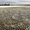 Nueva savia para las venas resecas de la marisma de Doñana