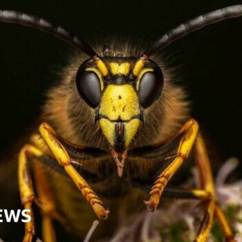 Pest or picture perfect? Lives of bugs captured in striking detail