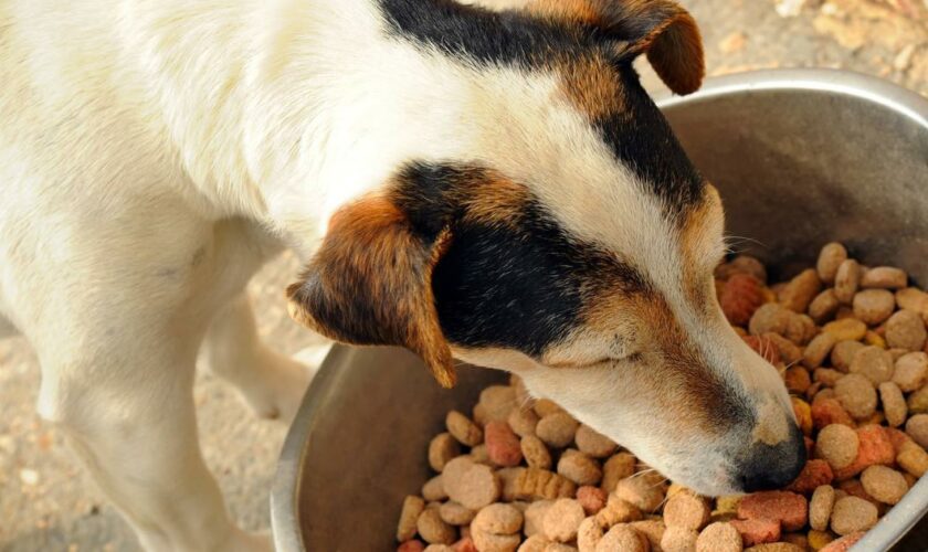 Pourquoi mon chien ne finit-il jamais sa gamelle ?