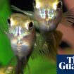 Prozac in waterways is changing how fish behave, research finds