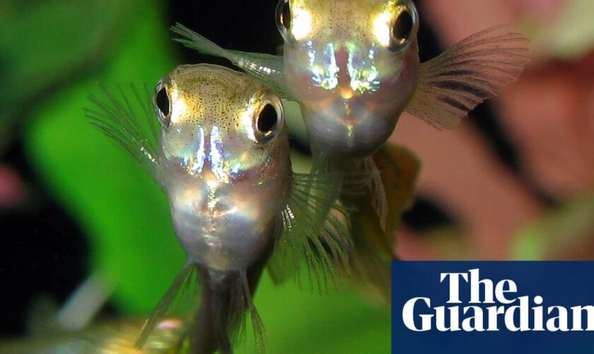 Prozac in waterways is changing how fish behave, research finds