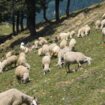 Qu’est-ce que la fièvre catarrhale ovine, dont un premier foyer vient d’être découvert en France ?