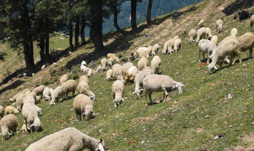 Qu’est-ce que la fièvre catarrhale ovine, dont un premier foyer vient d’être découvert en France ?