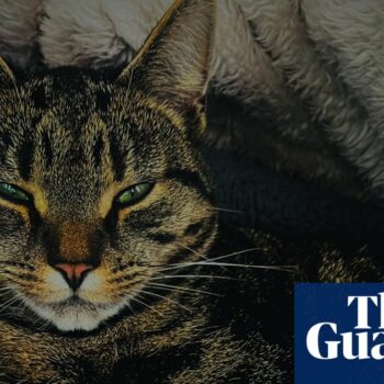 RSPCA urges vigilance as weapon attacks on cats more than double