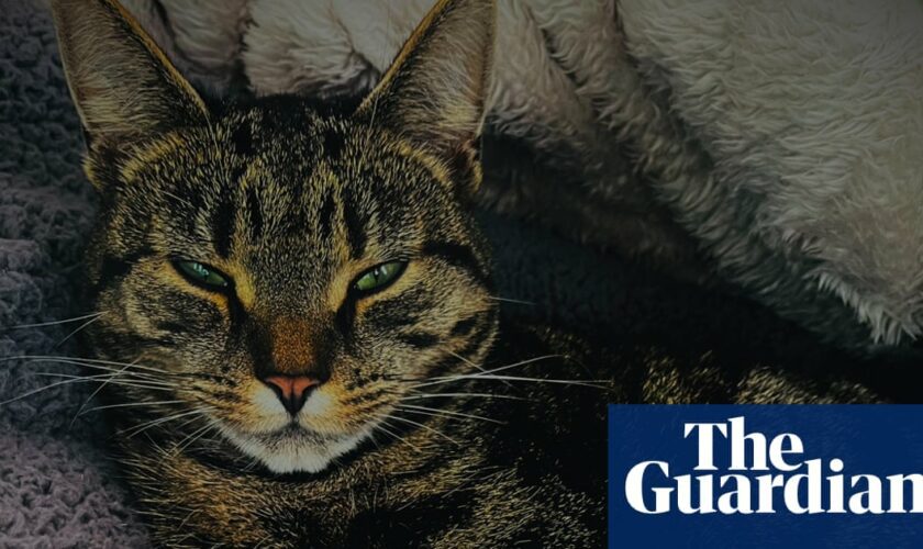 RSPCA urges vigilance as weapon attacks on cats more than double