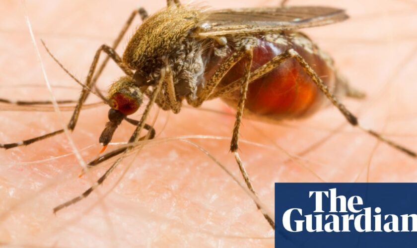 Rare mosquito disease prompts Massachusetts to close public parks