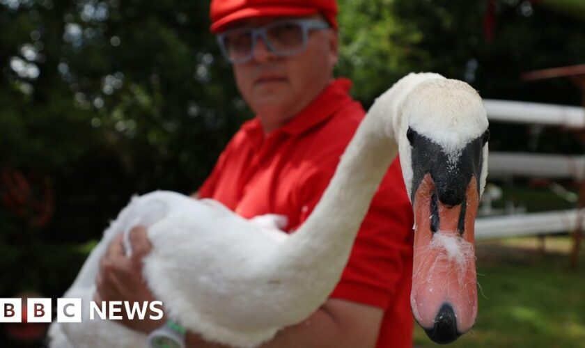 Royal count finds swans hit by air guns