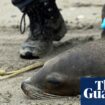 Sick sea lions stranded on California coast as experts fear algae poisoning