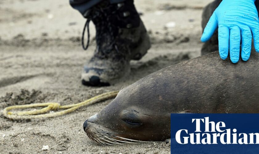 Sick sea lions stranded on California coast as experts fear algae poisoning