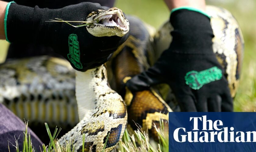 Snake hunters descend on the Everglades for the Florida Python Challenge