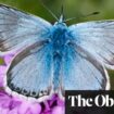 Startling genome discovery in butterfly project reveals impact of climate change in Europe