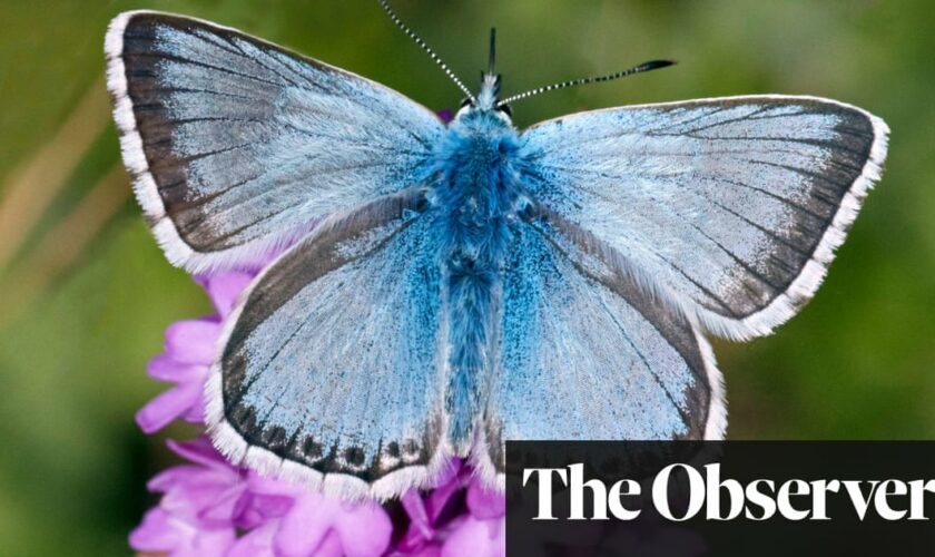 Startling genome discovery in butterfly project reveals impact of climate change in Europe